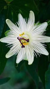 Passiflora Constance Elliot, white flowering Passion flower plants to buy online UK