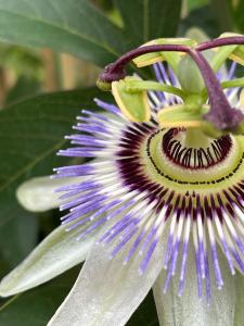 Passiflora Silly Cow close-up showing intricate purple and white flower