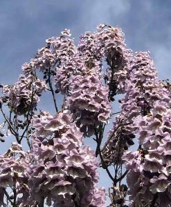 Paulownia Tomentosa or Empress Tree is also known as the Foxglove Tree and Princess Tree, beautiful flowering tree buy online UK