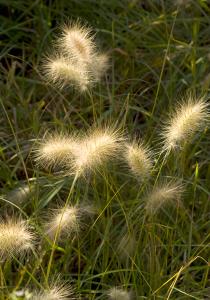 Pennisetum Little Bunny dwarf fountain grass, ideal for smaller gardens, plants to buy online UK