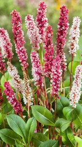 Persicaria Affinis Darjeeling Red Knotweed