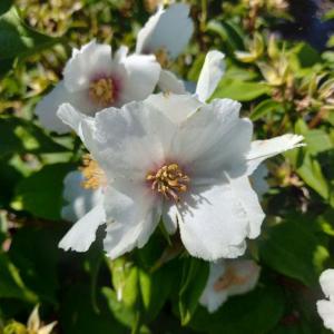 Philadelphus Belle Etoile Mock Orange deciduous shrub with white fragrant flowers