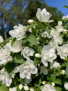 Philadelphus Manteau d