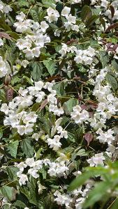 Philadelphus Starbright Mock Orange