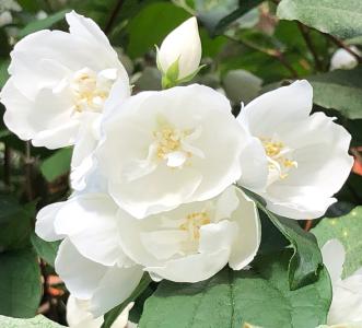 Philadelphus Virginal Fragrant Mock Orange Shub flowering in early summer at Paramount Plants UK