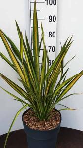 Phormium Tenax Apricot Queen New Zealand Flax Decorative Grass