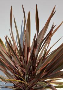 Phormium Tenax Rainbow Queen is a striking evergreen perennial with arching bronze-green leaves edged in pink and cream adding bold color and texture to gardens