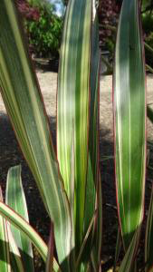 Phormium Cookianum Subsp.Hookeri Tricolour, Mountain Flax Tricolour for sale at our London plant centre, UK