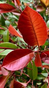 Photinia Red Robin, Full Standard Tree, Paramount Plants and Gardens - for sale