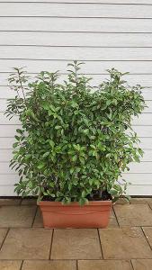 Photinia Hedging Screens in Troughs