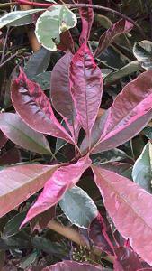 Photinia Fraseri Pink Marble Cassini Pleached Trees