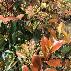 Photinia Red Robin Topiary Cones are shaped into elegant cone forms, featuring vibrant red new growth that matures into glossy green leaves, perfect for adding structure and color to gardens.