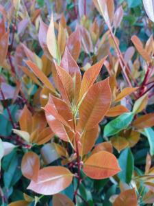 Photinia Red Robin Compacta is a smaller, more compact variety of the popular Red Robin, featuring vibrant red young leaves that mature into glossy green, perfect for hedging or small gardens.