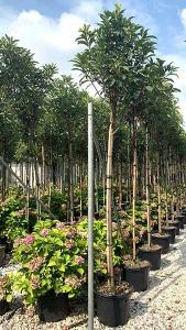 Photinia Serratifolia Crunchy Full Standard Tree