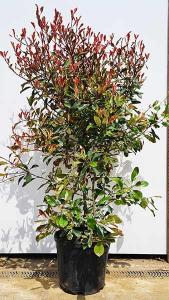 Photinia Fraseri Louise, a new variegated variety with evergreen foliage in shades of blush pink, green, cream and pale pink. 