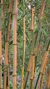 Phyllostachys Bambusoides Castillonii, also known as Hardy Castillon Bamboo, plants to buy online UK delivery.