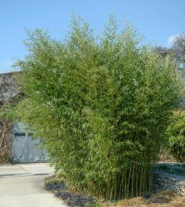 Phyllostachys Bissetii or Bissets Bamboo is cold hardy and fast growing. Perfect as a wind break, buy online UK