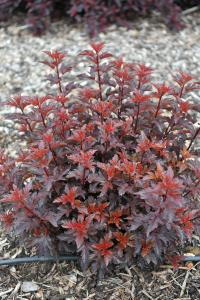 Physocarpus Opulifolius All Black Ninebark, attractive dark purple foliage shrub with pink flowers loved by pollinators