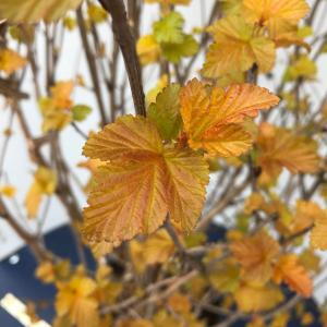 Physocarpus Opulifolius Amber Jubilee is a striking deciduous shrub with vibrant foliage that changes from orange and yellow in spring to deep burgundy in fall, complemented by delicate white flowers in summer