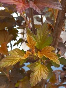 Physocarpus opulifolius Corona Ninebark deciduous shrub with purple foliage