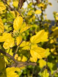 Physocarpus opulifolius Darts Gold deciduous shrub with golden foliage