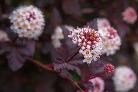 Physocarpus Diabolo or Ninebark shrub with purple foliage and pretty pink flowers that attract pollinators