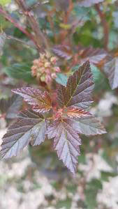 Physocarpus Opulifolius Little Devil is also known as Ninebark, a lovely ornamental shrub with red foliage and pink flowers, buy online UK delivery