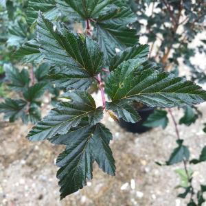 Physocarpus Opulifolius Red Baron Ninebark is a compact deciduous shrub with deep red foliage, clusters of delicate pinkish-white flowers in summer, and peeling bark for winter interest.