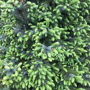 Picea Omorika Nana is a dwarf Serbian spruce with a compact, conical shape and slender, dark green needles, ideal for small gardens and decorative containers.