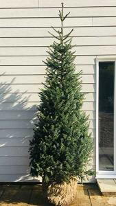 Picea Omorika, Serbian Spruce or Bosnian Spruce,