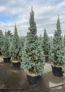 Picea Pungens Iseli Fastigiate, Colorado Spruce or Blue Spruce trees for sale online with UK delivery