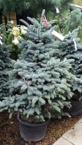 Picea Koster conifer for sale at our plant centre, available to buy online with UK delivery