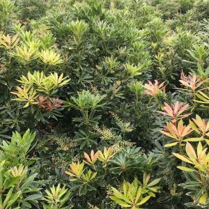 Pieris Flaming Silver is an evergreen shrub with striking variegated foliage, featuring white and green leaves that turn red in spring, along with clusters of white bell-shaped flowers.