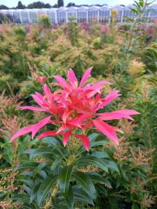 Pieris Forest Flame is an ornamental shrub with vibrant red to orange foliage in spring, transitioning to green, and featuring clusters of white flowers that add beauty throughout the season.