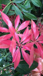 Pieris Japonica Mountain Fire