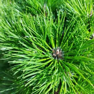 Pinus Nigra Bambino Gaelle Bregeon is a compact dwarf Austrian pine with dense, dark green needles and a rounded form, perfect for small gardens, rockeries, and containers.