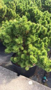 Pinus Banksiana Banska Stiavnica or Jack Pine, a beautiful and unusual conifer tree, slow growing and part of our extensive conifer collection. Buy UK