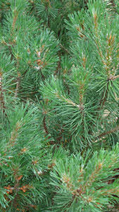 Pinus Mugo, coniferous shrub, Paramount Plants, Crews Hill, to buy London  UK