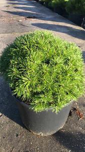 Pinus Mugo Benjamin, a slow growing compact conifer variety, preferring full sun - will develop into a neatly formed dome shape, buy online UK delivery.