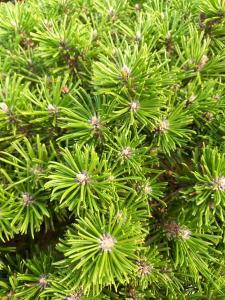 Pinus Mugo Benjamin is a compact dwarf pine with dense, deep green needles and a slow-growing, rounded habit, perfect for rock gardens, borders, and container planting.