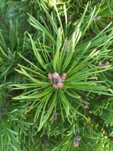 Pinus Mugo Mops is a compact, slow-growing dwarf pine with dense, dark green needles, making it an excellent choice for rock gardens, borders, or container planting.