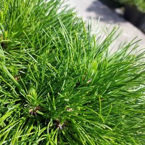 Pinus Mugo Varella is a dense, slow-growing dwarf pine with a compact, rounded form and rich green needles, perfect for rock gardens, borders, and containers.