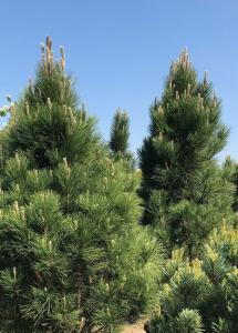 Pinus Nigra Green Rocket is a narrow, upright black pine with dark green needles and a strong vertical growth habit, ideal for small gardens and windbreaks.