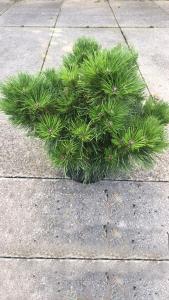 Pinus Nigra Helga is also known as Dwarf Austrian Pine, slow growing compact tree with long needles and light coloured buds. Dwarf conifers buy UK.