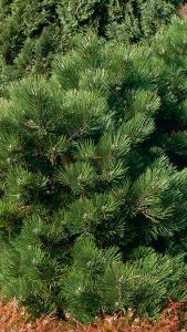 Pinus Nigra Hornibrookiana is also known as Dwarf Austrian Pine and Black European Pine - upright branches with strong needles, slow growing and compact - buy UK.