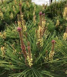 Pinus Nigra Pierrick Bregeon is a compact, slow-growing dwarf black pine with dense, dark green needles and a rounded shape, ideal for rock gardens and small landscapes.