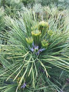 Pinus Nigra Spielberg is a compact black pine with a dense, rounded growth habit and rich dark green needles, making it an excellent choice for small gardens and rockeries.