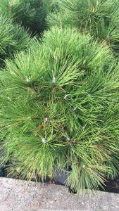 Pinus Nigra Wurstle - attractive dwarf conifer, slow growing neat habit with long needles. Huge collection of conifers for sale online UK delivery.