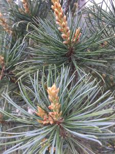 Pinus Parviflora Templehof conifer with decorative cones for sale online UK delivery