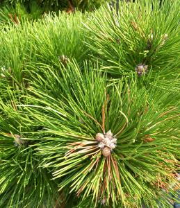 Pinus Resinosa Nana is a compact dwarf red pine with dense, dark green needles and a rounded growth habit, ideal for rock gardens, borders, and small landscapes.